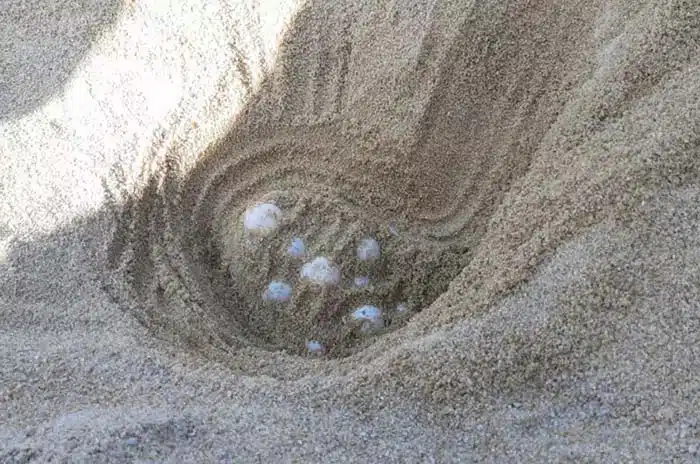 Delve into every tourist zone in Phuket Part 1: Northern Phuket 12 turtles come to lay their eggs every year