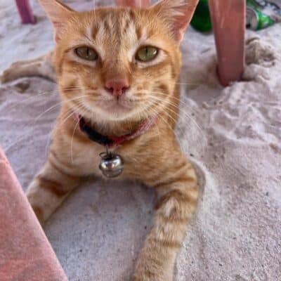 orange cat at Khai island