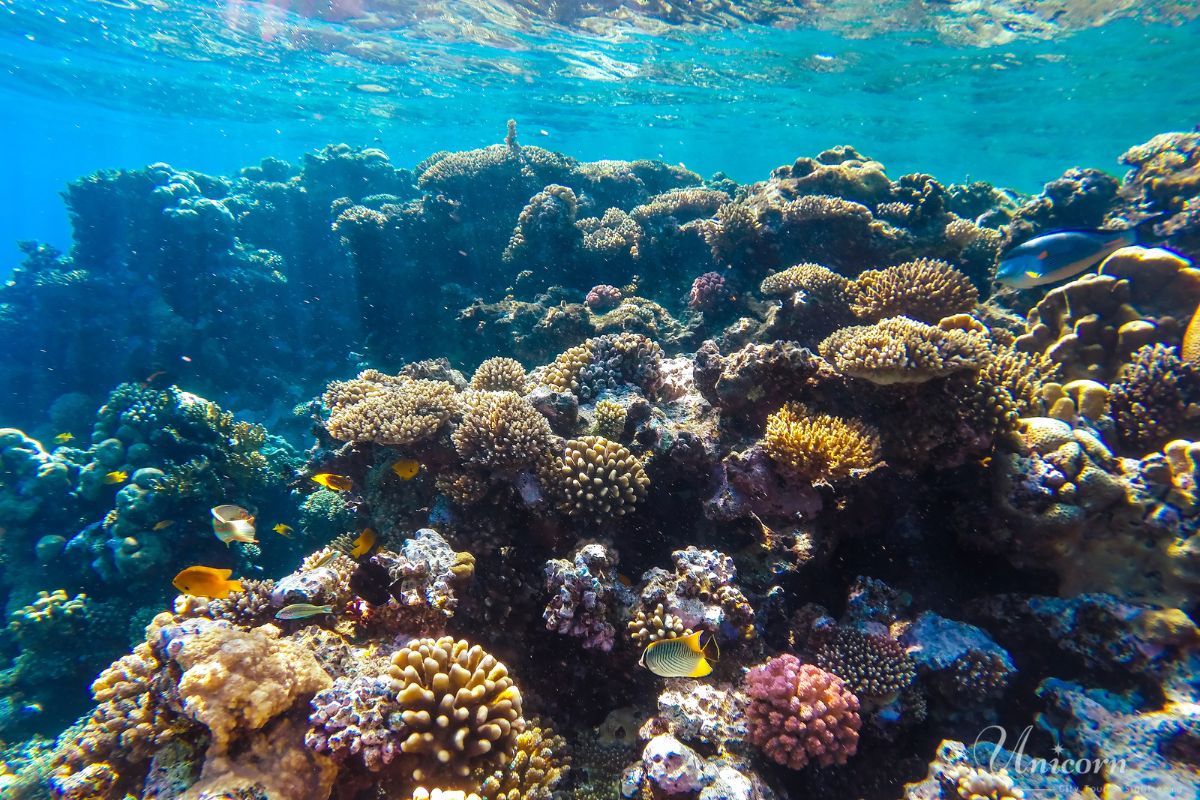 coral under water