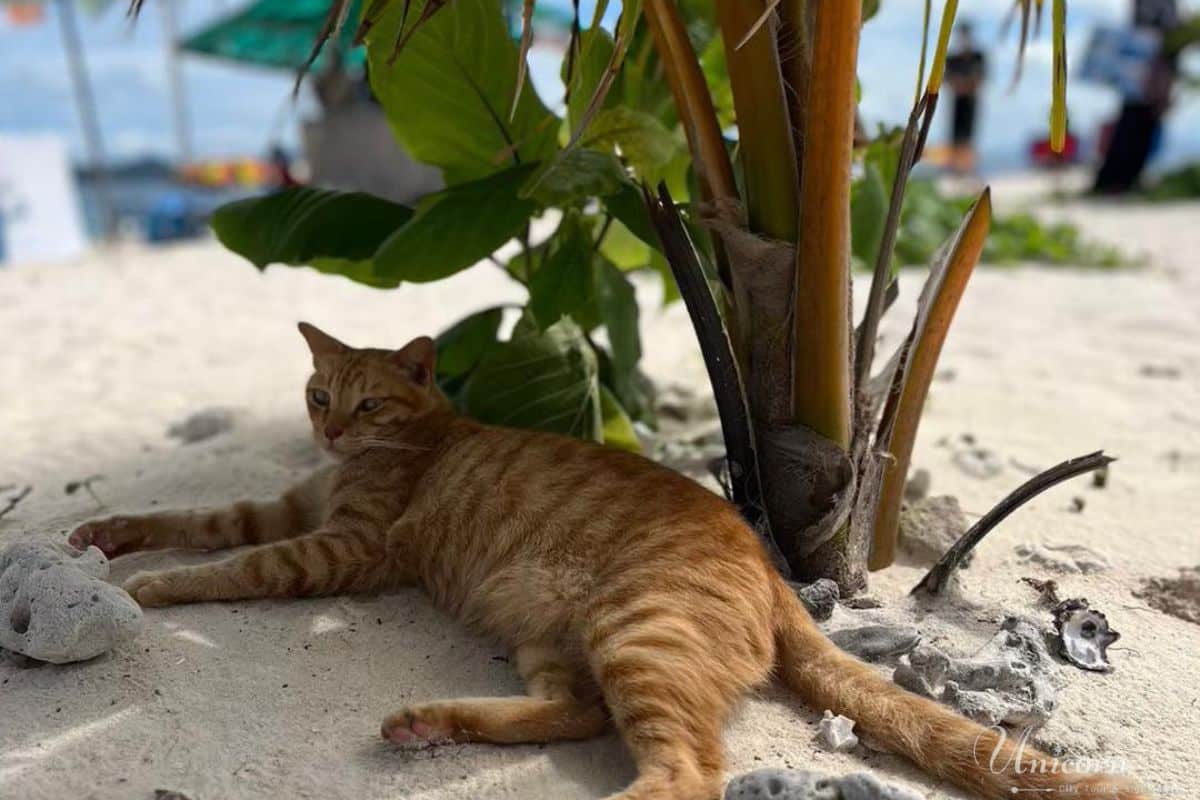 cat phuket