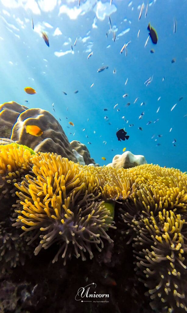 Snorkeling Paradise