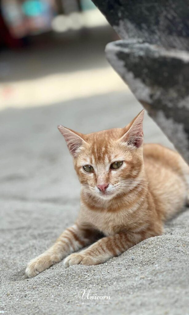 cat beach