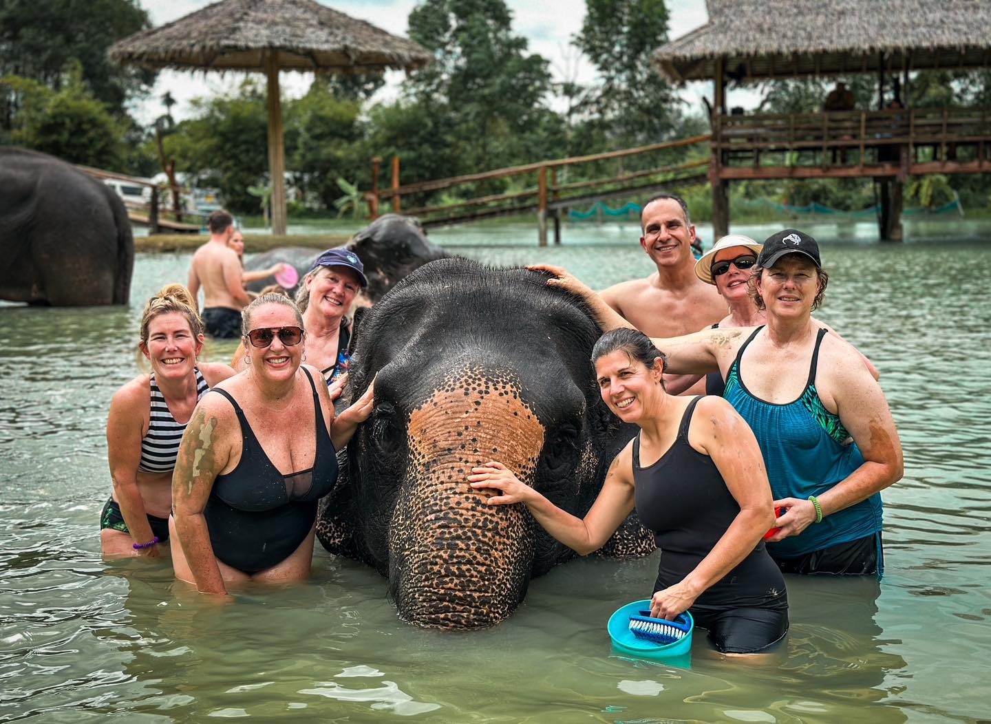 swim with elephant