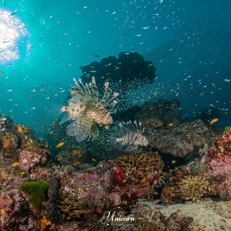 similan fun drive