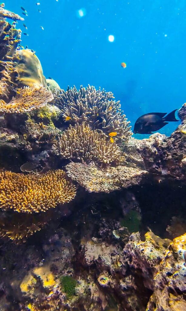 snorkeling at Bon Bay