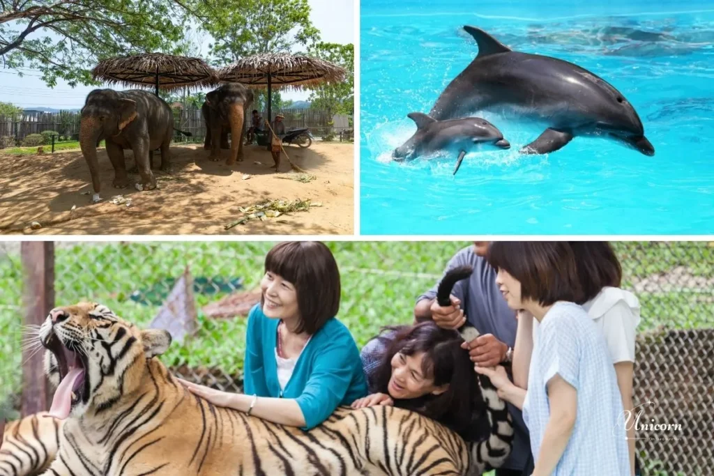 Complete Guide to Hiring a Private Driver in Phuket 6 What to do in Phuket – elephant, dolphin, and tiger attractions