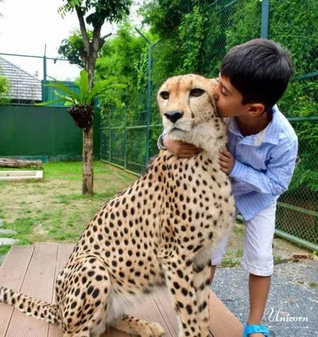 Little boy kissing a cheetah during animal encounter in Phuket