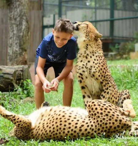Young boy playing with cheetahs at Tiger Kingdom Phuket