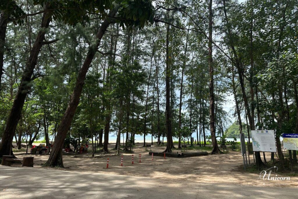 Private Transfer from Phuket to Ao Nang Beach – Fixed Price & Door-to-Door 7 Shaded pathway lined with pine trees leading to the beach in Krabi